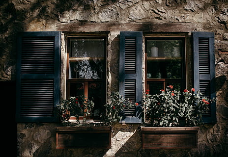 window with potted plants in front at daytime photo, brown and blue wooden shelfs HD wallpaper