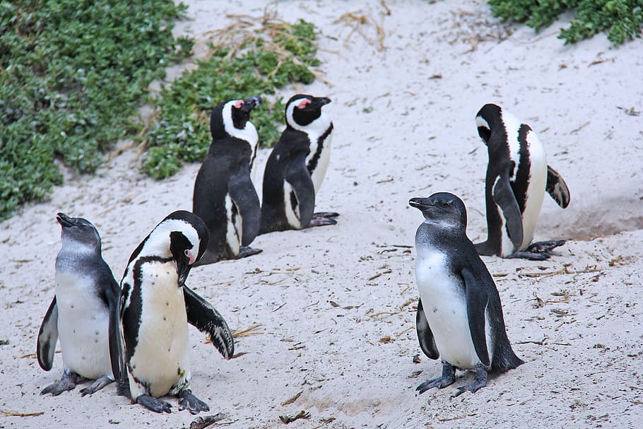 penguins, cute, cuddly, beautiful, beach, boulders beach, cape town HD wallpaper