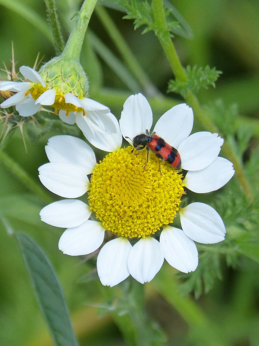 trichodes apiarius, orange beetle, coleoptera, grated, insect HD wallpaper