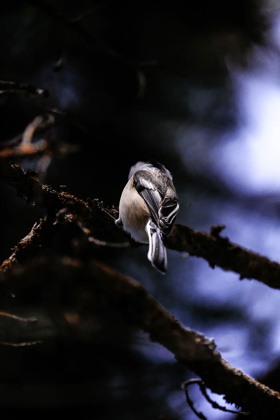 macro photography of gray bird on branch, brown bird on focus photo HD wallpaper