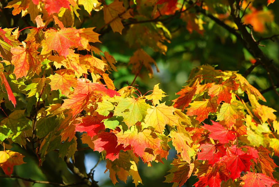 yellow and red Maple tree, autumn, leaves, autumn forest, golden autumn HD wallpaper