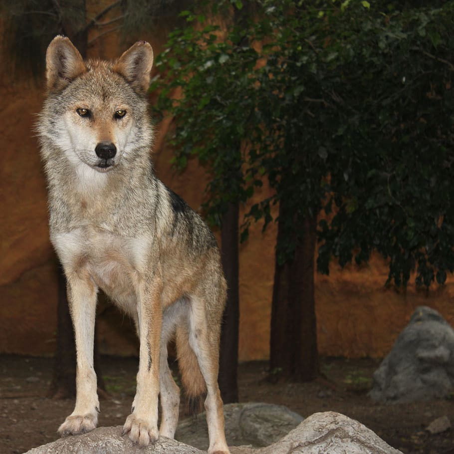 wolf, nature, animal, one animal, animal themes, mammal, animal wildlife HD wallpaper