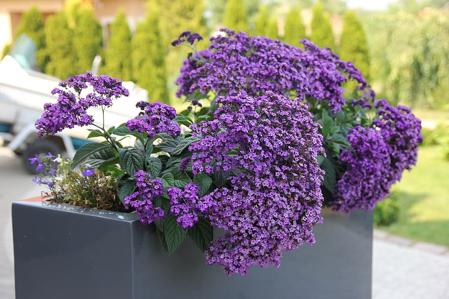 flower, plant, flowering plant, purple, beauty in nature, freshness HD wallpaper