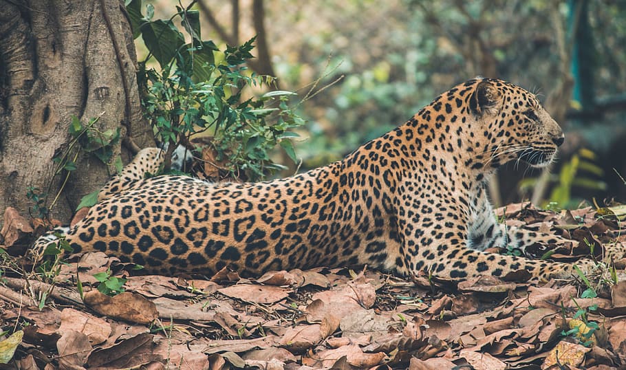 shallow focus photography of leopard, leopard lying on brown leaved near trees at daytime, HD wallpaper