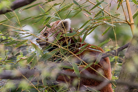 Red Panda, Panda, Bear, Cat, Fire Fox, bear cat, gold dog, hiding place HD wallpaper
