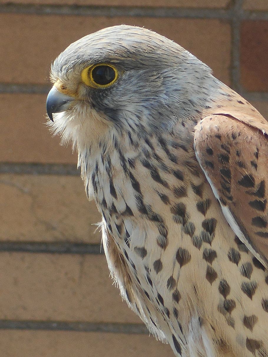 predator, kestrel, bird, portrait, animal wildlife, bird of prey HD wallpaper