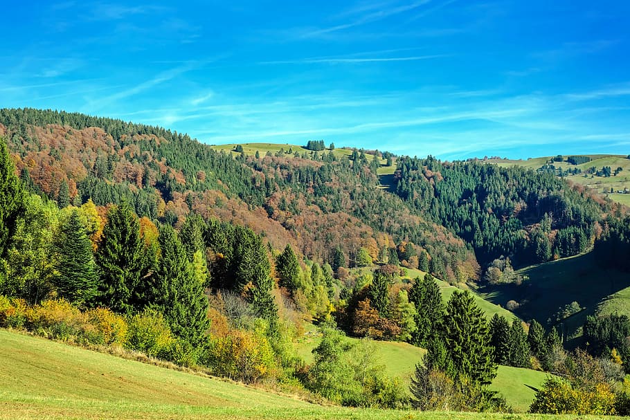green tree covered hills under blue sky, black forest, firs HD wallpaper