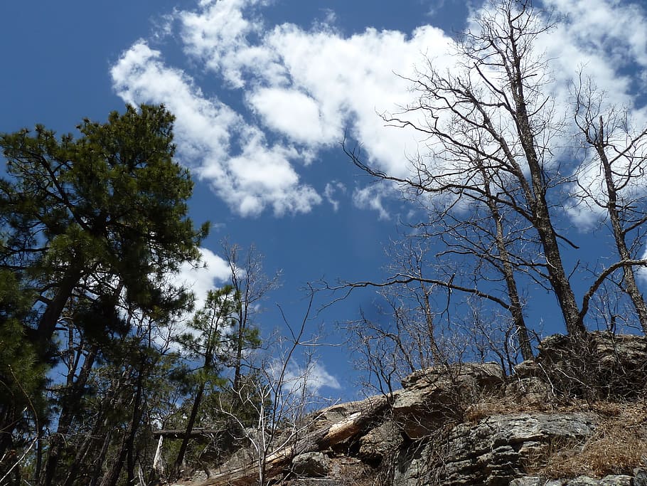 Trees, Rocks, Clouds, White, Fluffy, sky, blue sky, flora, wooden HD wallpaper