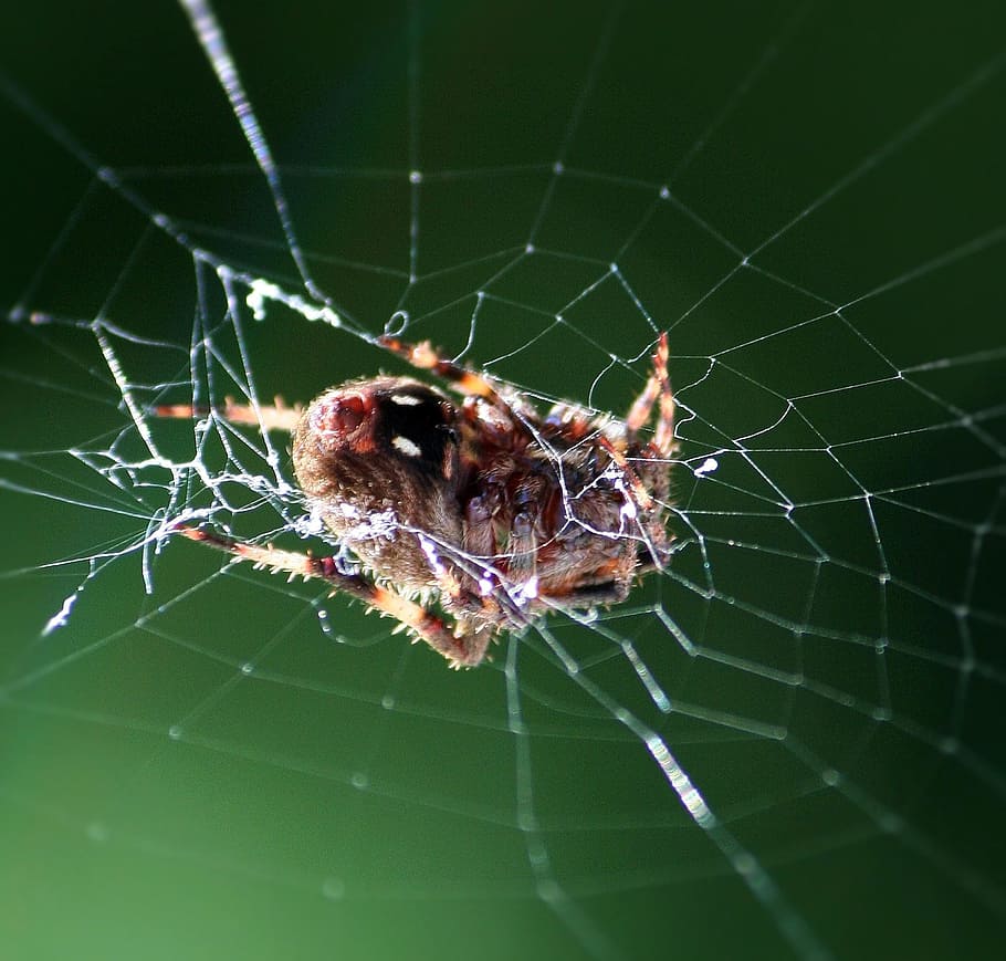 Spider, Rest, Web, Arachnid, resting, macro, fauna, creature HD wallpaper