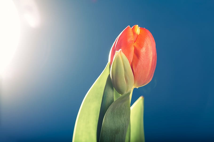 blue, botany, bright, flare, flower, friendly, light, low key HD wallpaper