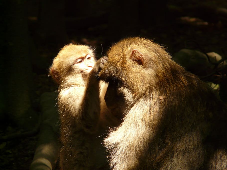 Monkey Mountain, Salem, barbary ape, animal, delouse, monkey baby HD wallpaper