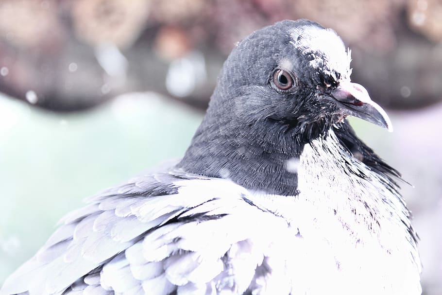 Pigeon breeding, white and black bird, feathers, snow, snowing HD wallpaper