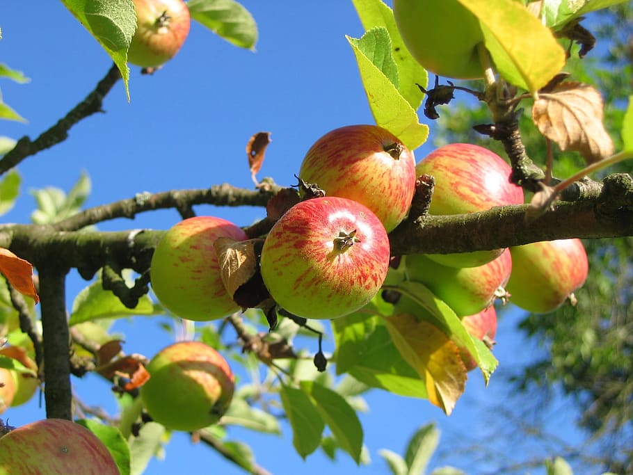 green and red fruit on tree taken during daytime under bluesky HD wallpaper