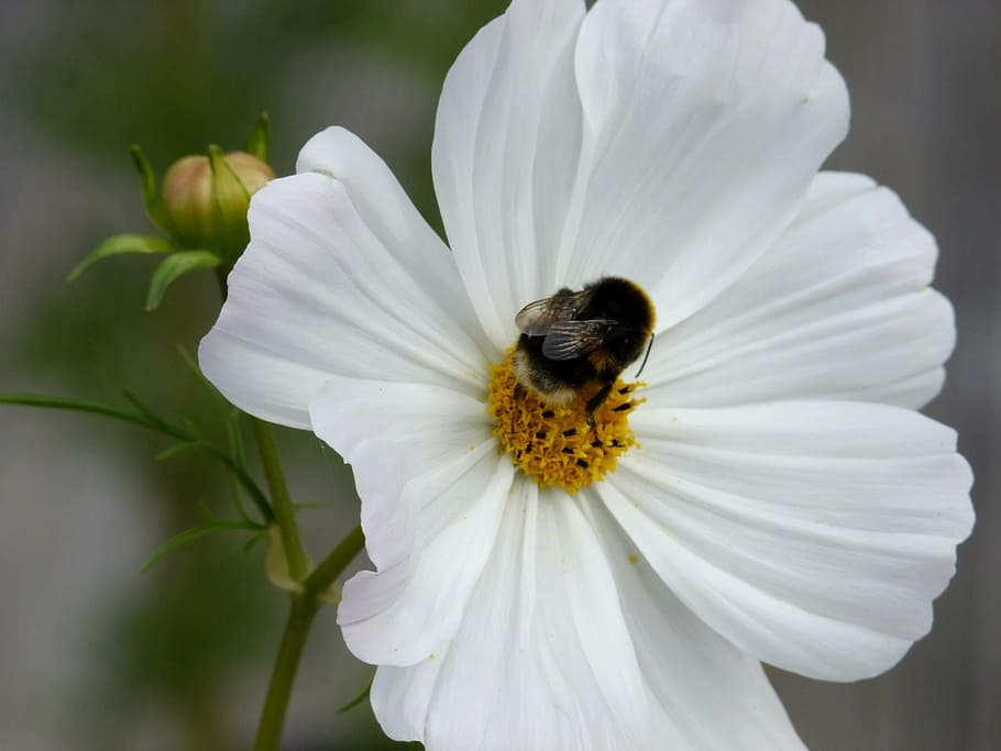 flowers, bee, cosmos, spring, nature, plant, bumble, outdoor HD wallpaper