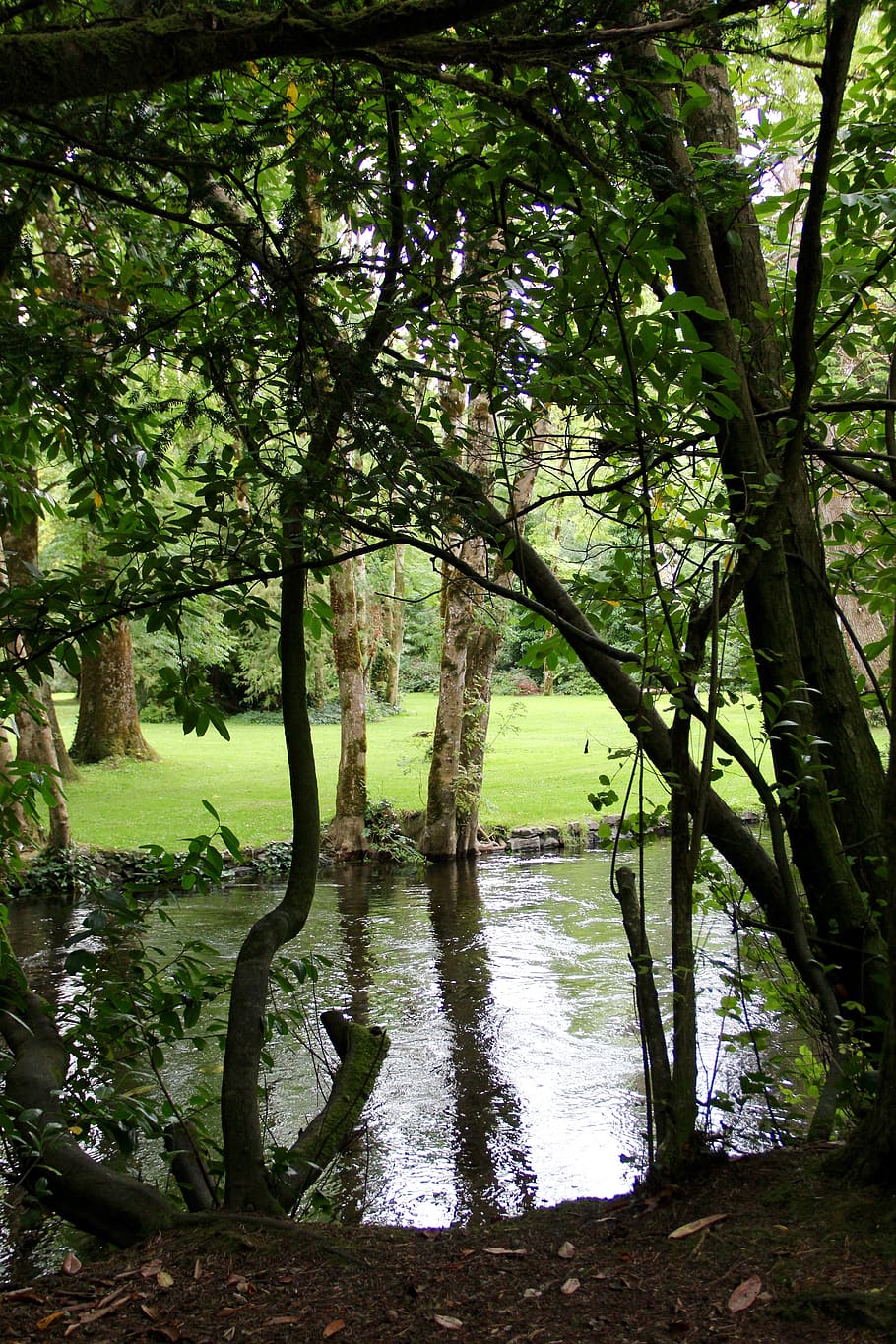 reflection, calm, mirror, mirror reflection, forest, park, trees HD wallpaper