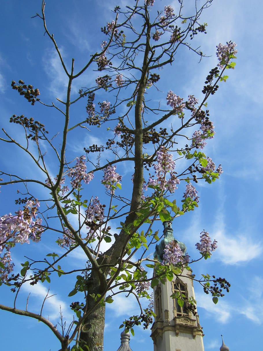tree, spring, church, sky, clouds, blooms, blooming, colorful HD wallpaper