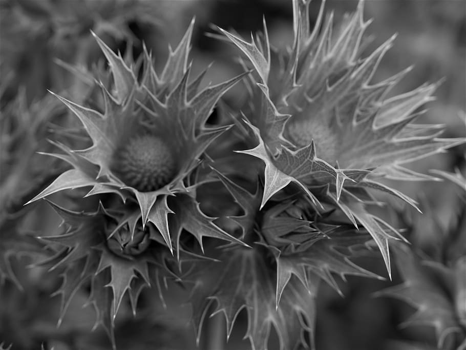nature, flora, spine, spike, desktop, sharp, prickly, growth HD wallpaper