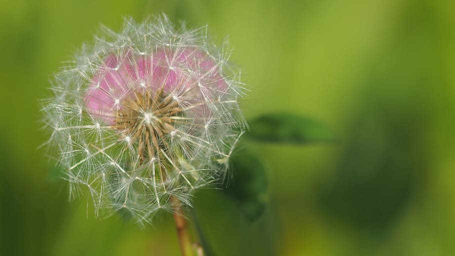 dandelion, nature, macro, plants, flower, vulnerability, fragility HD wallpaper