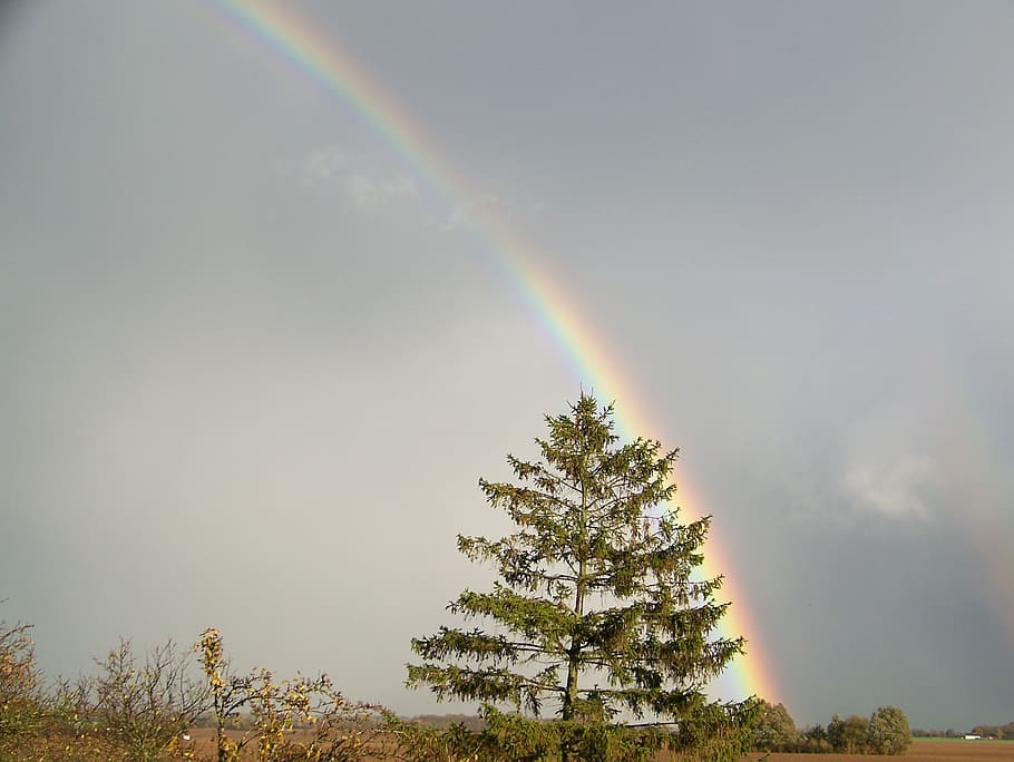 double, rainbow, germany, tree, beauty in nature, sky, plant HD wallpaper