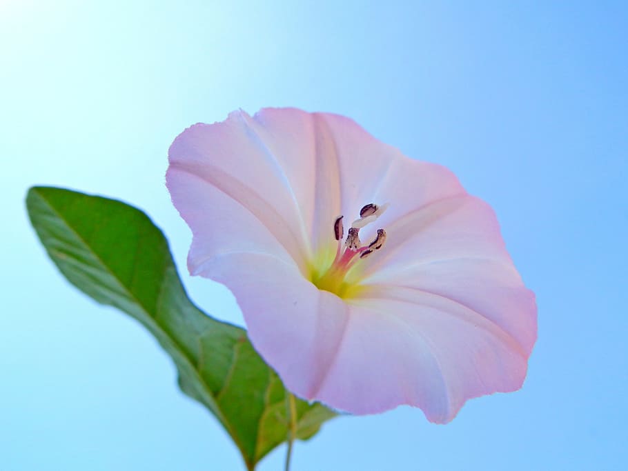 Flower, Bindweed, White, Pink, flowers of the field, summer flowers HD wallpaper