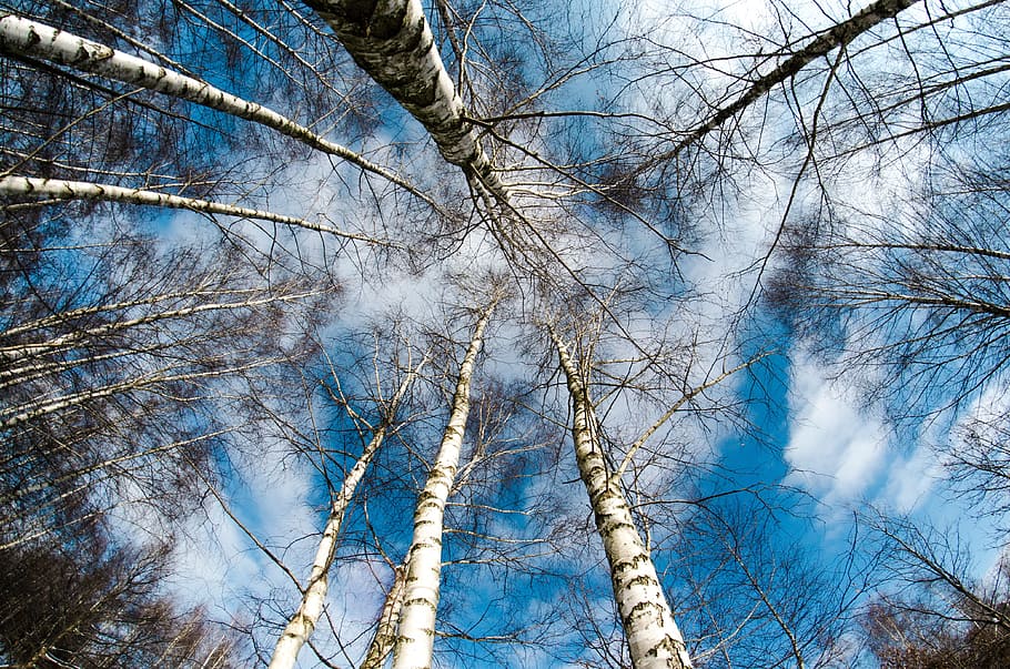 bare tree during day, winter, snow, nature, birch, low angle view HD wallpaper