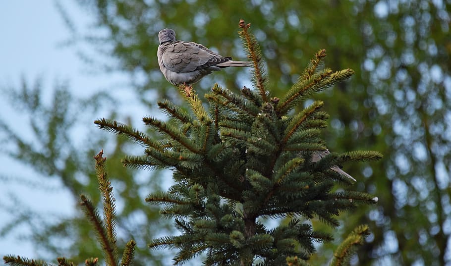 Tree, Bird, Nature, Branches, Autumn, park, bird feeding tray HD wallpaper
