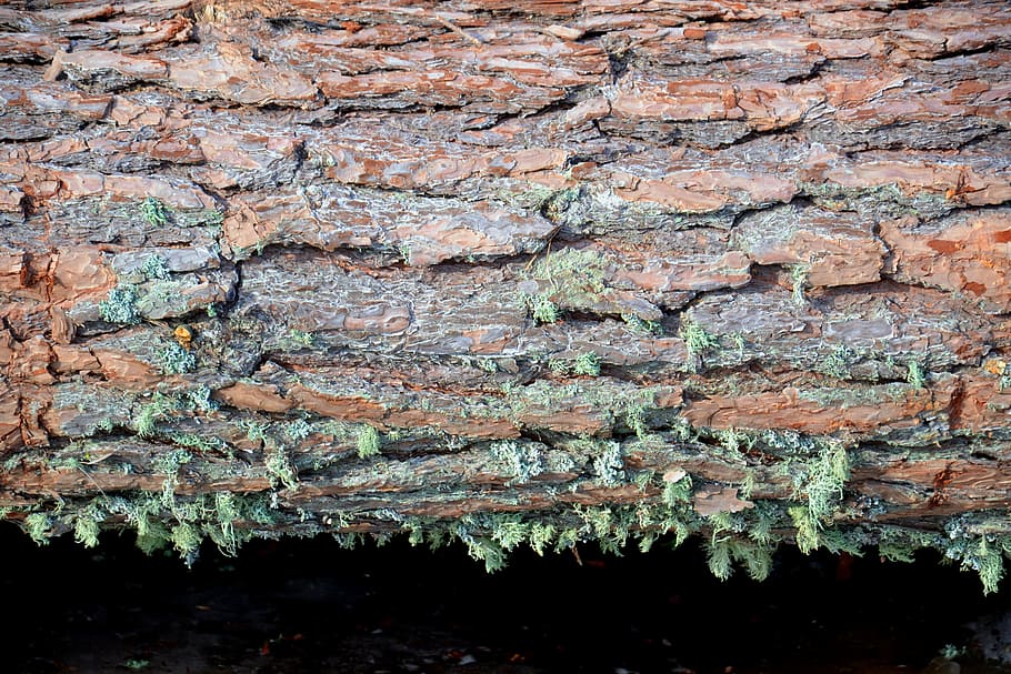 tree, pine, bark, trunk, lichen, brown, flora, botanica, construction HD wallpaper