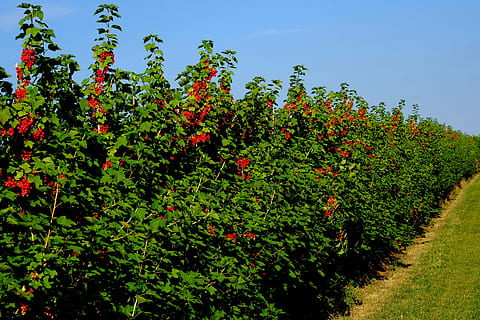 currant hedge, field, currants, shrubs, berries, red currant HD wallpaper