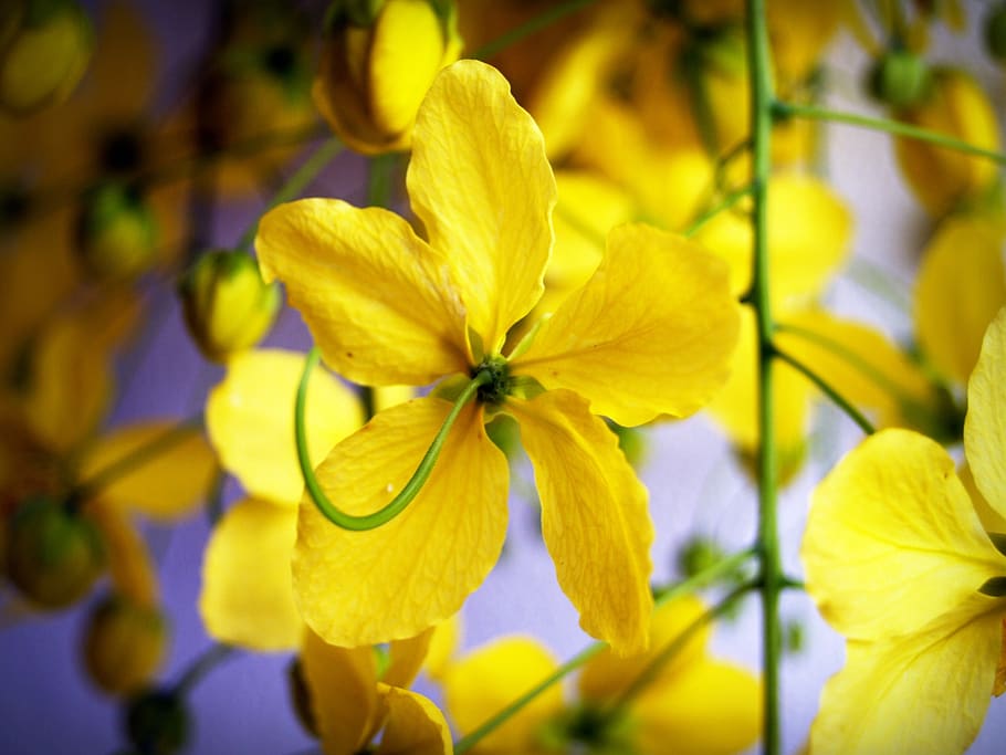 cassia, shower, golden, tree, white, summer, blossom, laburnum, HD wallpaper