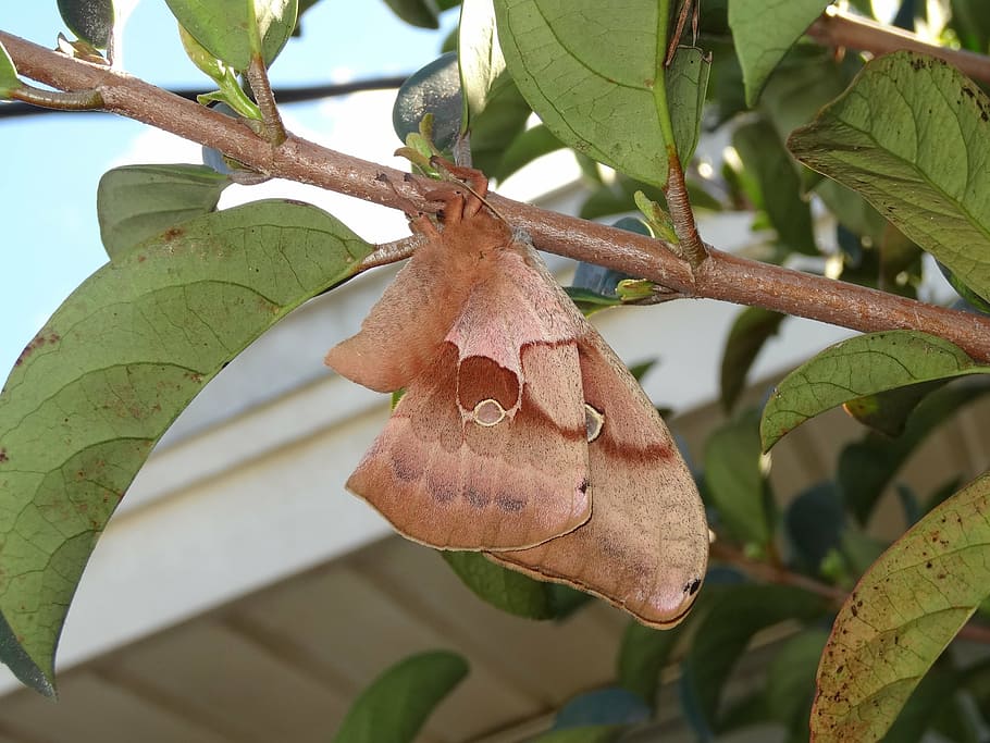 moth, butterfly, insect, nature, summer, leaf, plant part, growth HD wallpaper