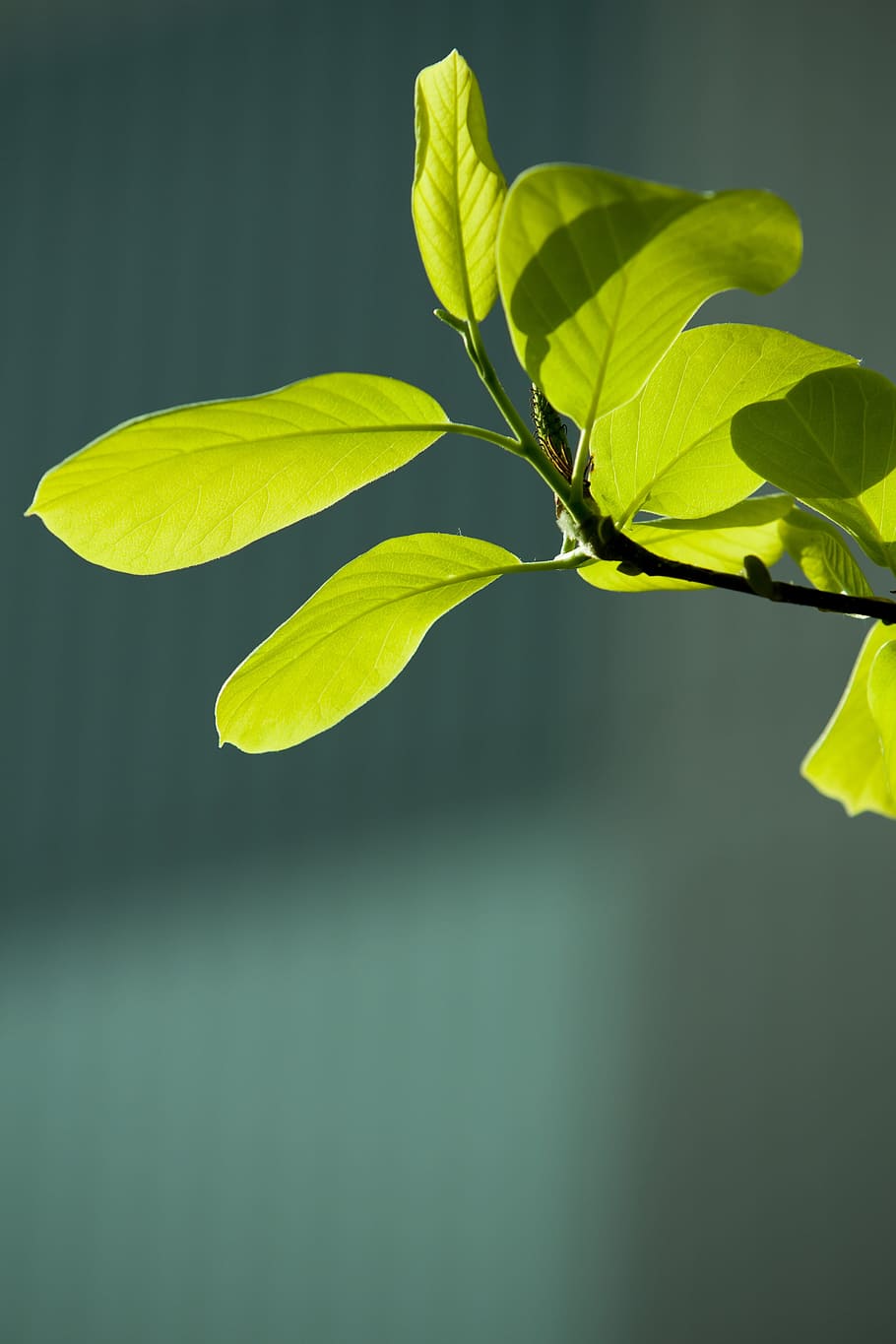 bud, leaf, green, spring, plants, nature, greenery, wood, state of the union HD wallpaper