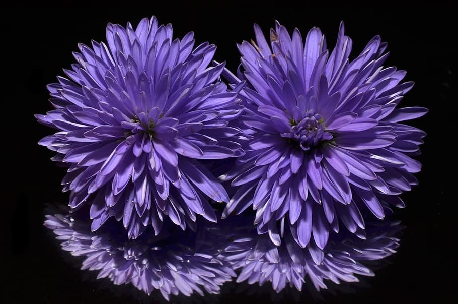 closeup photography of purple dahlias, aster, flower, flowering plant HD wallpaper
