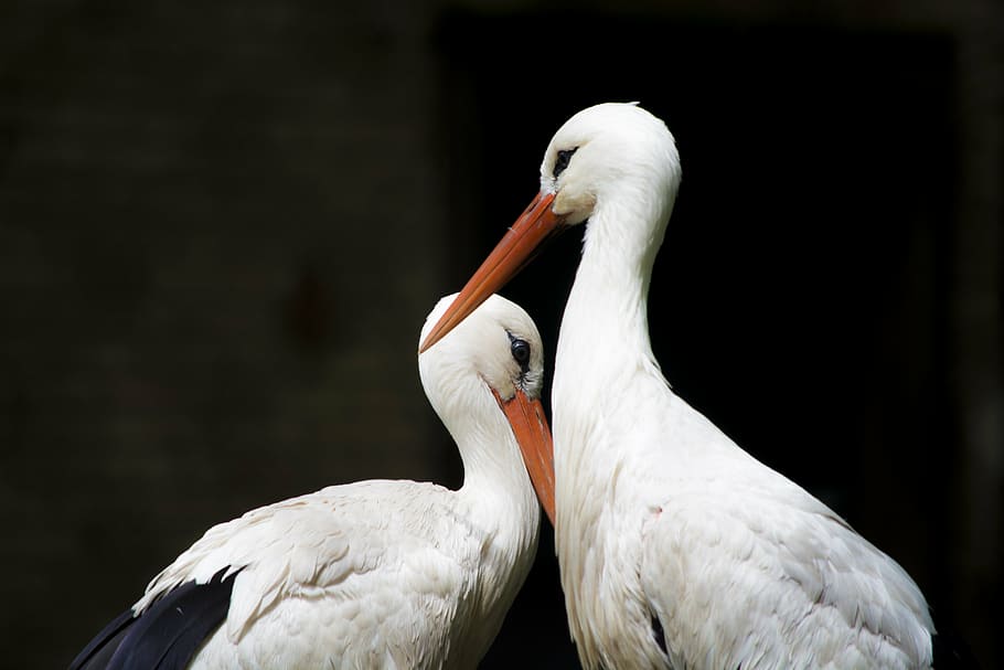 animals, beaks, birds, feathers, storks, wildlife, nature, animal themes HD wallpaper