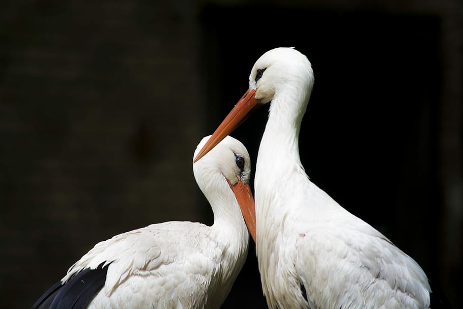 two white storks, tilt-shift photography of two birds, pair, heron HD wallpaper