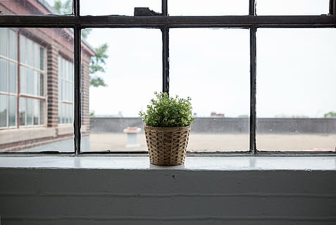 green plant in brown wicker basket beside clear glass window HD wallpaper