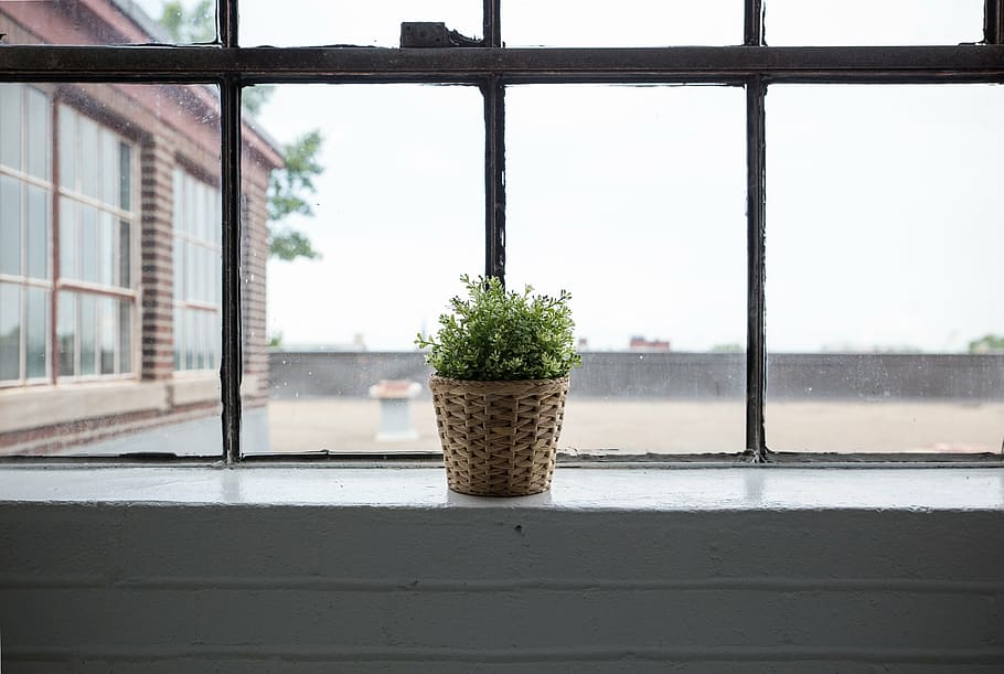 green plant in brown wicker basket beside clear glass window, HD wallpaper