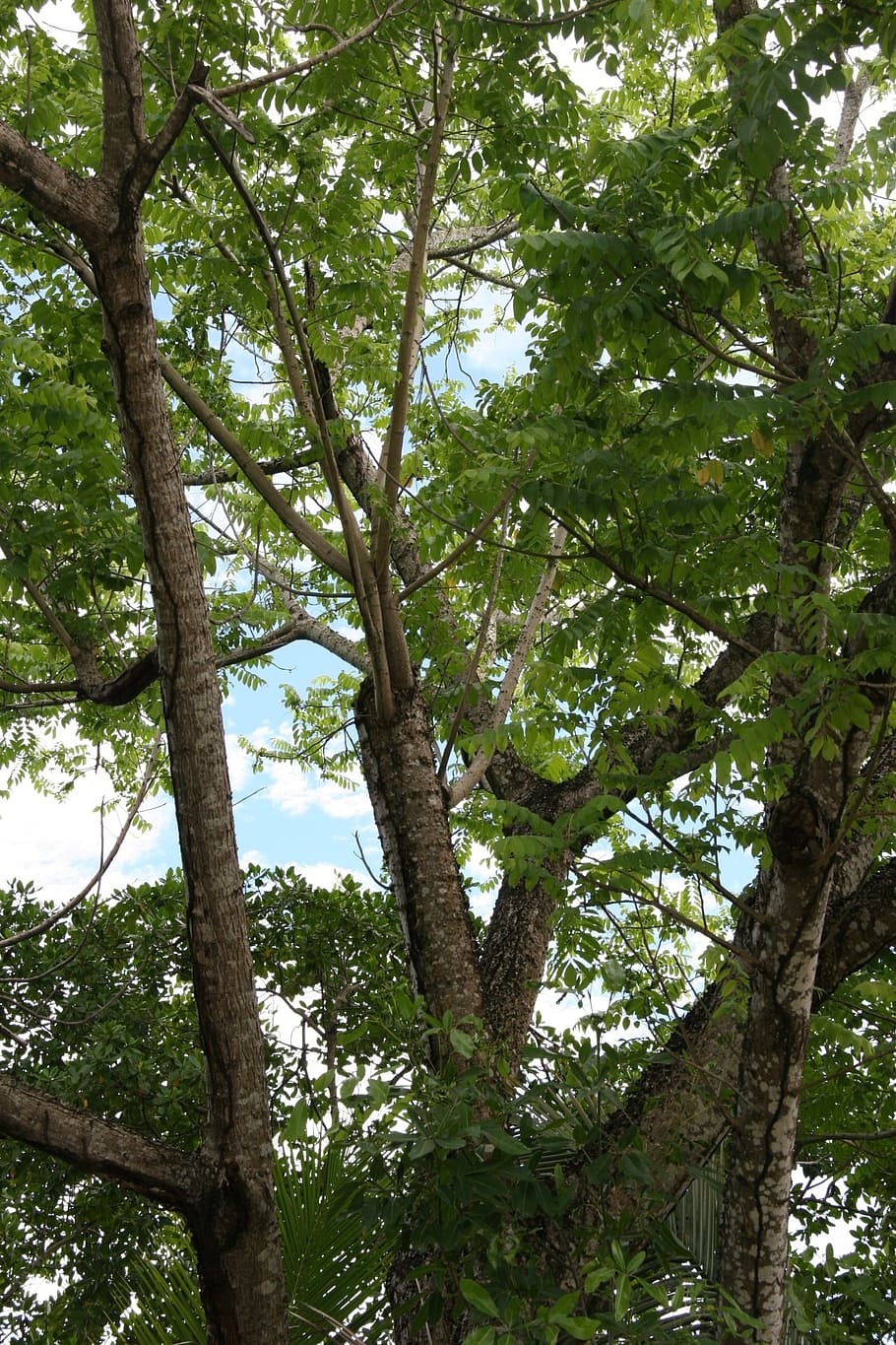 caribbean, martinique, trees, sky, branches, foliage, leaves, HD wallpaper