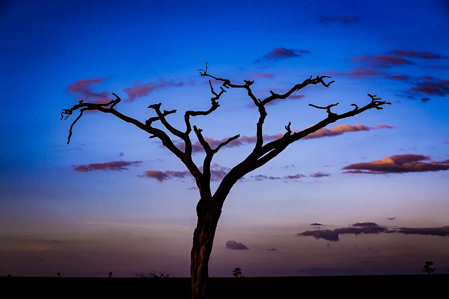 silhouette of tree during golden hour, gray tree during sunset HD wallpaper