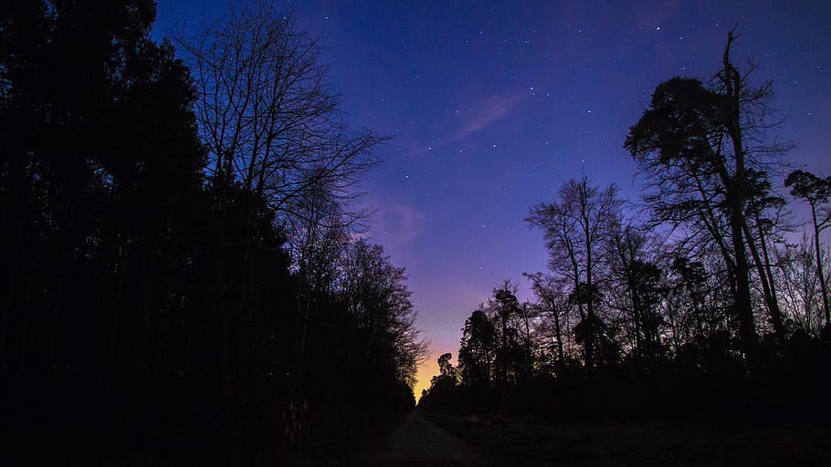 sky, blue, stars, path, trees, plant, dark, night, star - space HD wallpaper