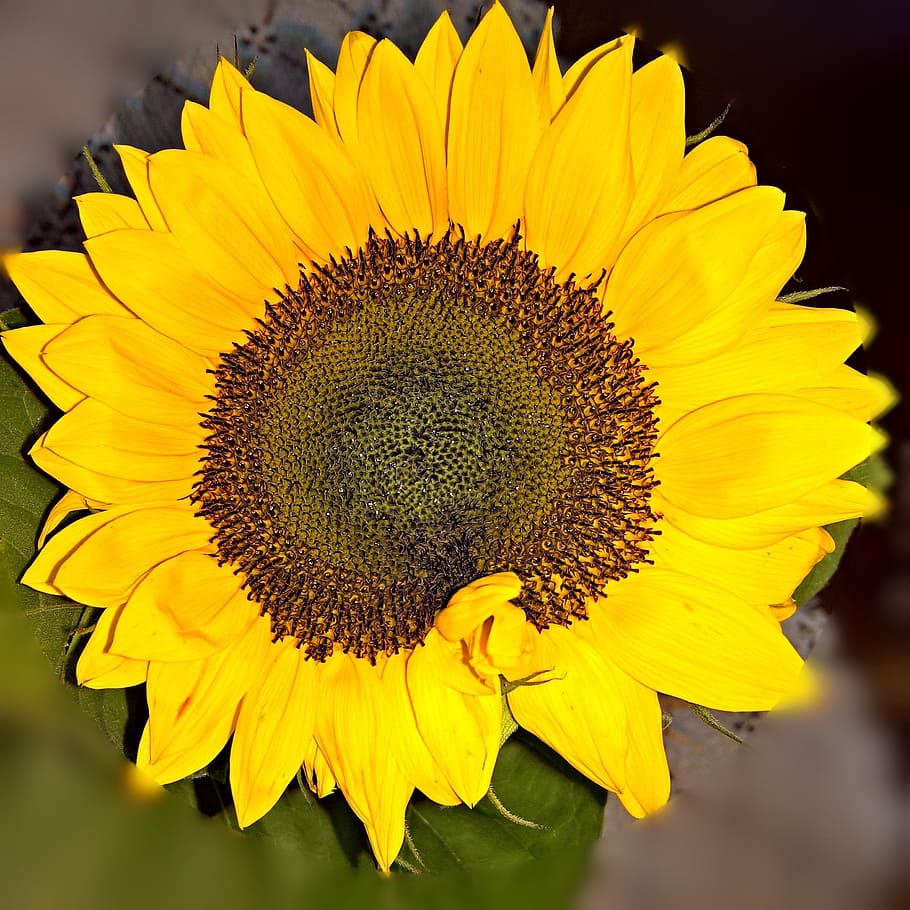 Sun Flower, Single, Bloom, Close, Yellow, single bloom, bright HD wallpaper