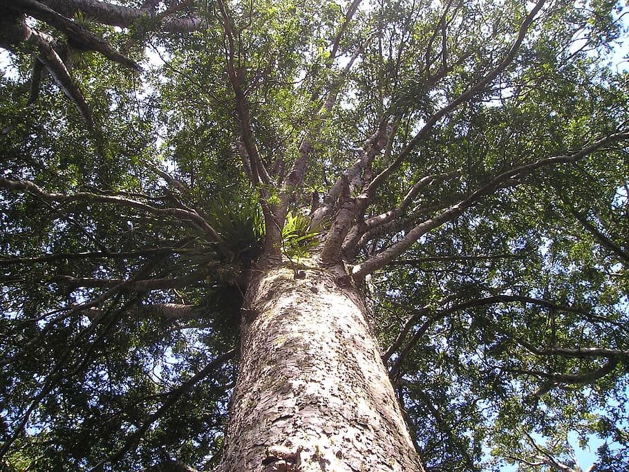 kauri, tree, giant tree, huge i, riesen, trees, new zealand HD wallpaper