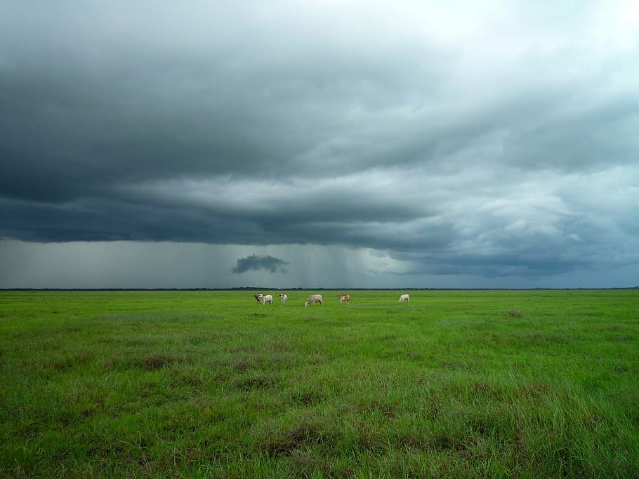 green grass, meadow, cattle, stormy, cloudy, clouds, weather HD wallpaper