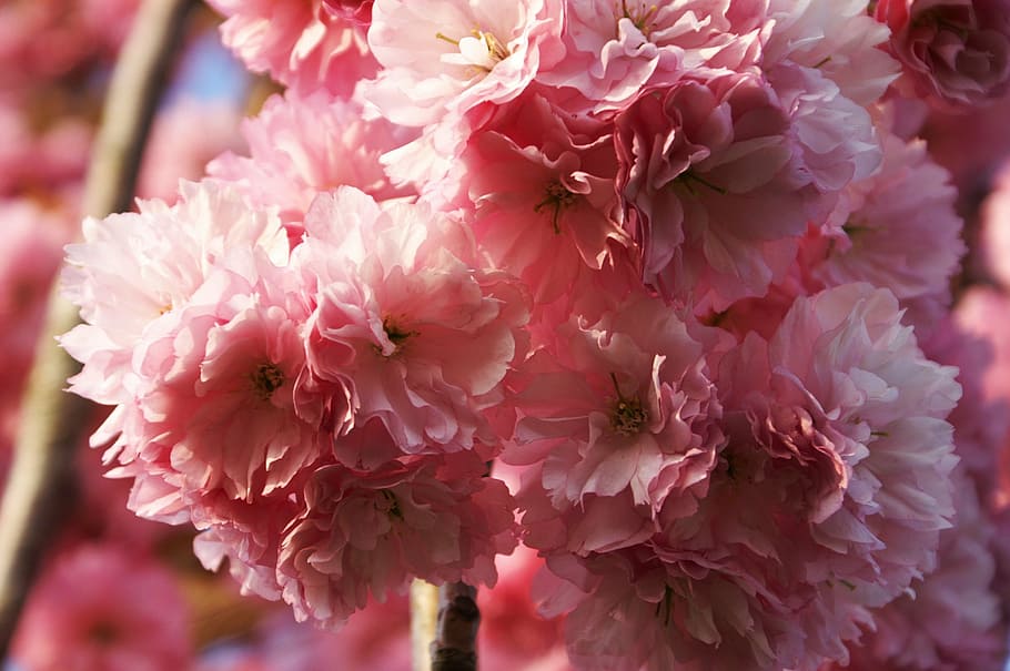tree, flowering tree, spring, flowers, nature, fruit tree, plum HD wallpaper