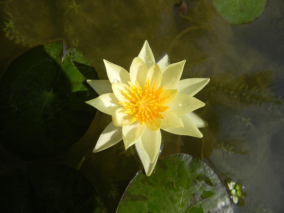 Water Lily, Lily, Flower, Nymphaea, petal, fragility, flower head HD wallpaper