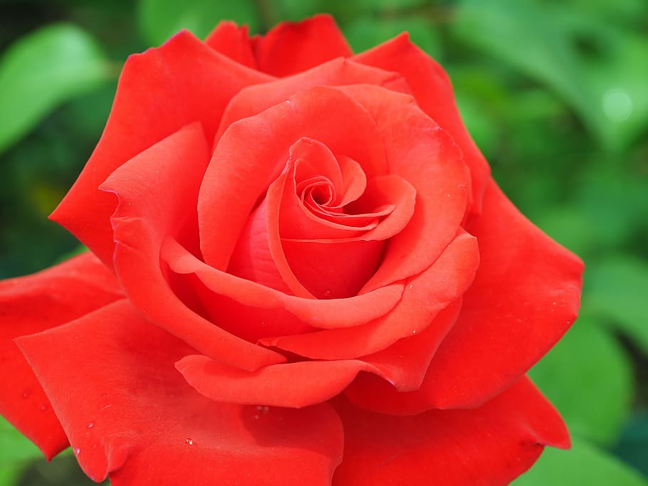 rose, red, blossom, bloom, floribunda, plant, rose bloom, garden rose HD wallpaper