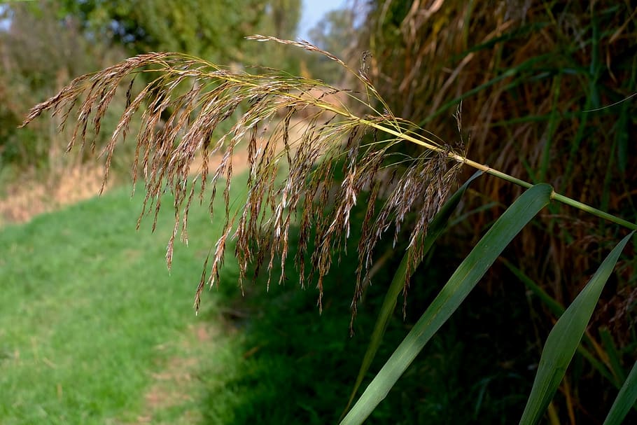 reed, autumn, nature conservation, close, plant, growth, land HD wallpaper