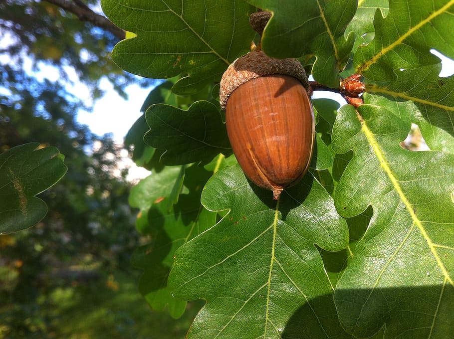 Acorn, Oak, Nature, Tree, Leaf, Nut, natural, season, plant HD wallpaper