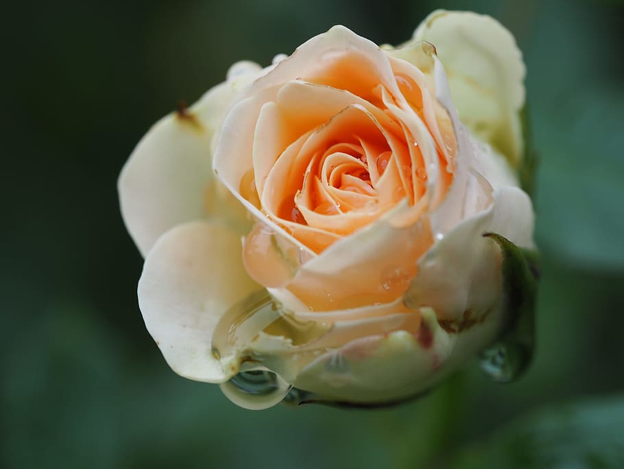 rose, rain, mourning, romance, farewell, drop of water, blossom HD wallpaper