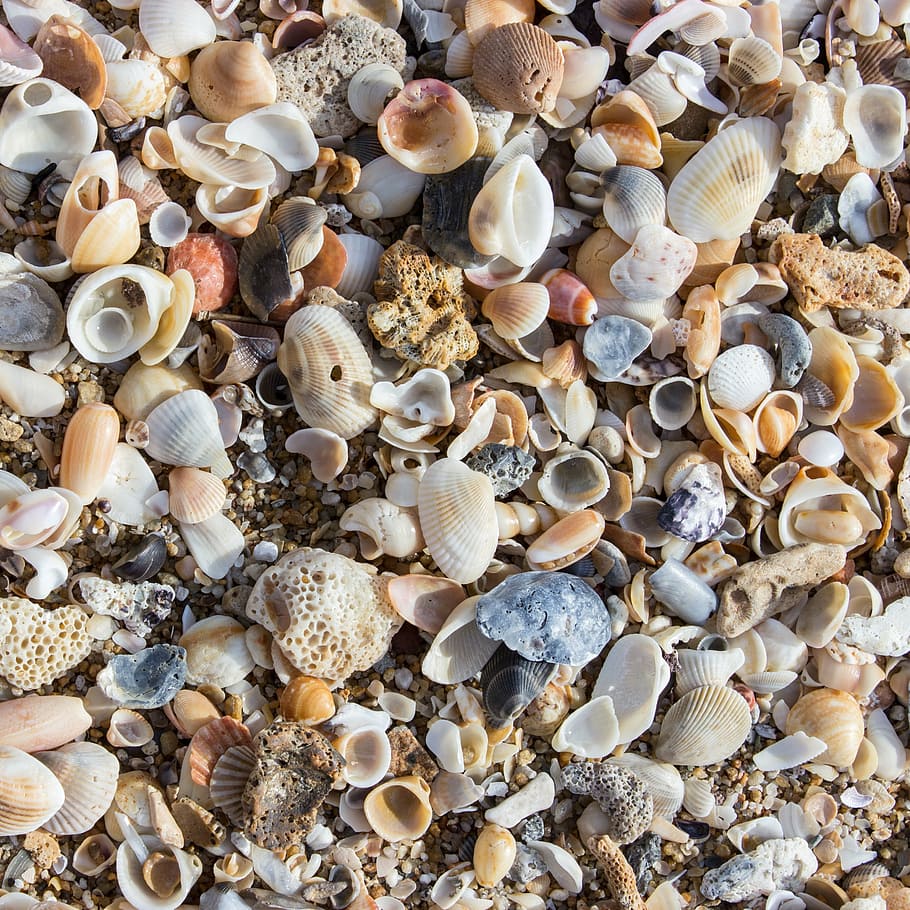 mussels, beach, shells, sea, mussel shells, decoration, texture HD wallpaper