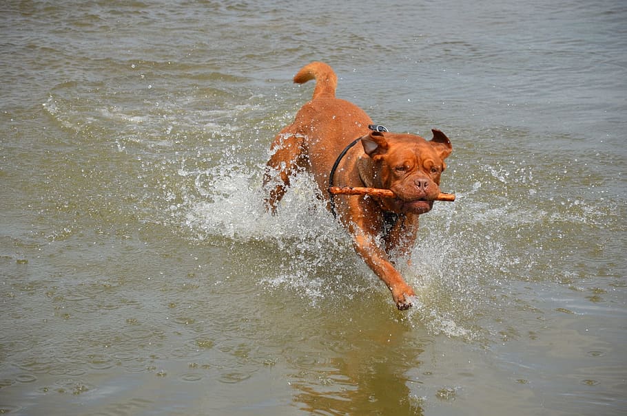 harley, action, water, playing, stick, pet, dog, bordeaux, series HD wallpaper